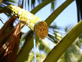 Coconut Blossom Nectar
