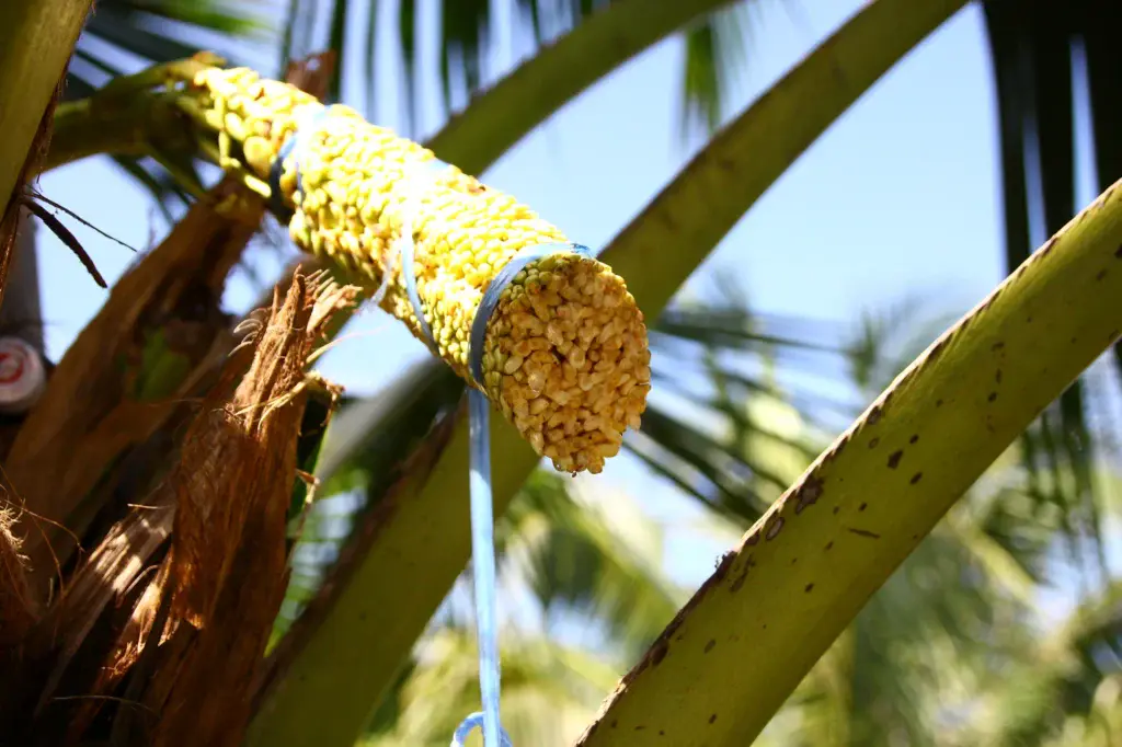 How Coconut Sap Is Harvested