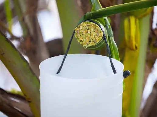 What Is Coconut Sap