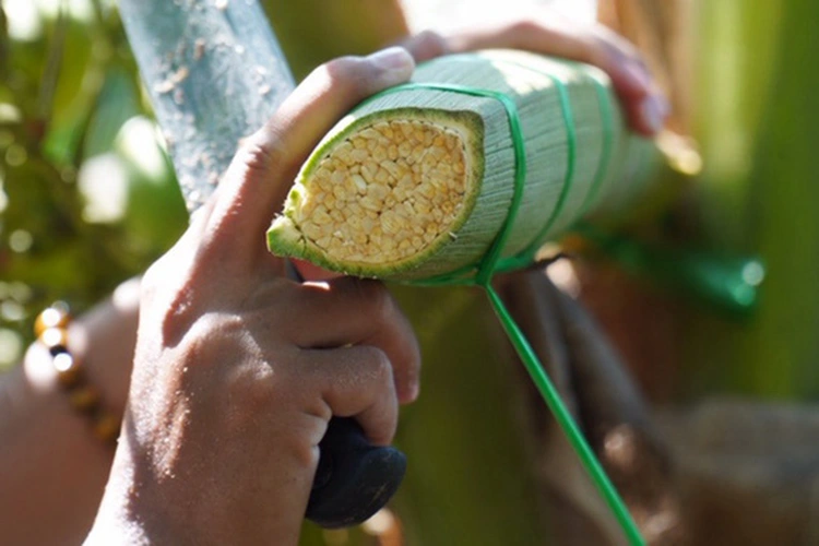 Coconut Nectar vs Honey: 7 Key Differences 2 What Is Coconut Nectar?