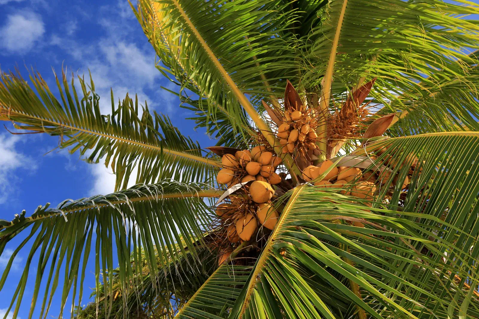 Best Countries to Source Coconut Sugar: Indonesia vs Philippines vs Sri Lanka — A Complete Buyer's Comparison (2026) 4 cocos nucifera