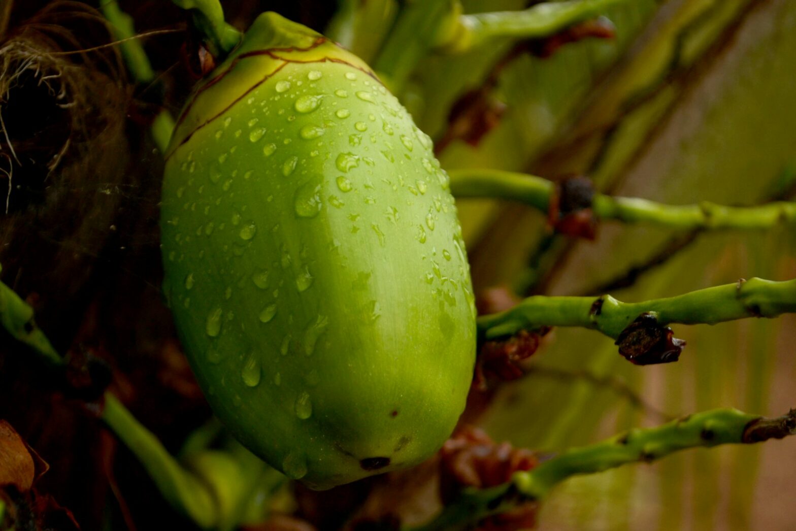 How Eco-Friendly Coconut Farming is Changing the Pure Palm Sugar Industry Forever 1 How Eco-Friendly Coconut Farming is Changing the Pure Palm Sugar Industry Forever