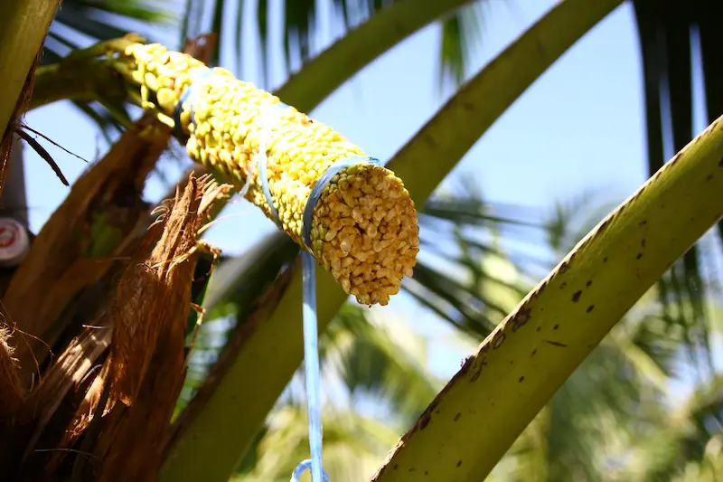 How to Use Coconut Nectar as a Substitute for Agave or Honey 1 Coconut Nectar Substitute