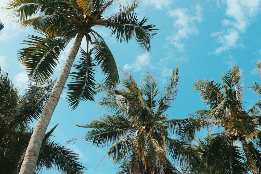 What Is Natural Coconut Sugar? Everything You Need to Know 2 natural coconut sugar, coconut sugar, sweeteners, coconut