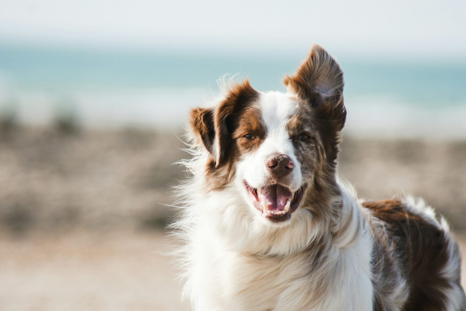 Can Dogs Eat Desiccated Coconut Flakes? Is it safe for Pets? 37 Can Dogs Eat Desiccated Coconut Flakes? Is it safe for Pets?