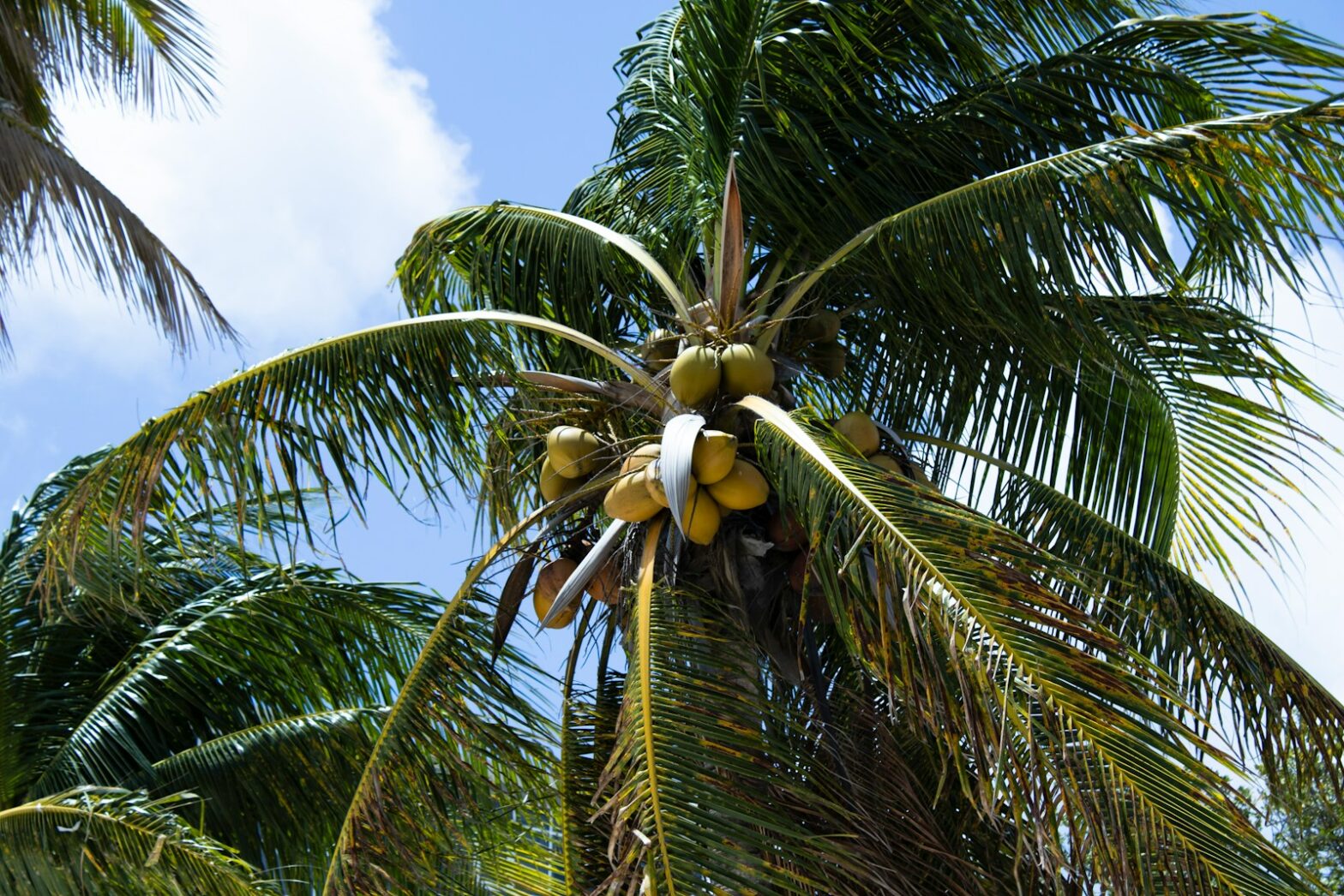 The Environmental Impact of Coconut Nectar Production 19 The Environmental Impact of Coconut Nectar Production