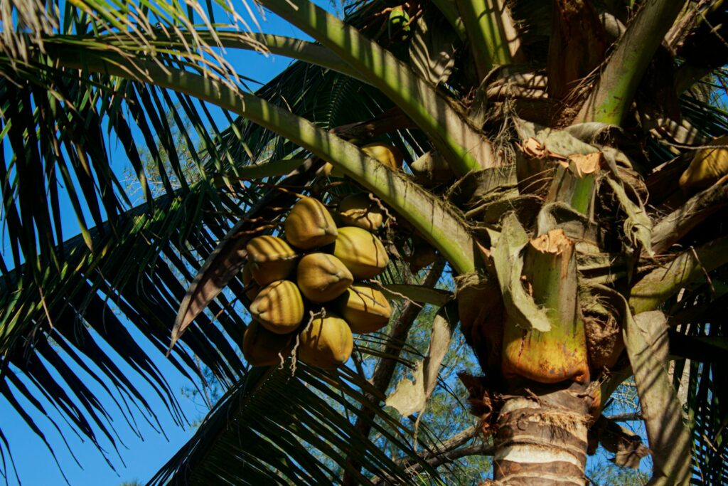 Coconut Nectar for Diabetics: Safe or Risky? 2 coconut nectar, diabetics, healthy, lifestyle