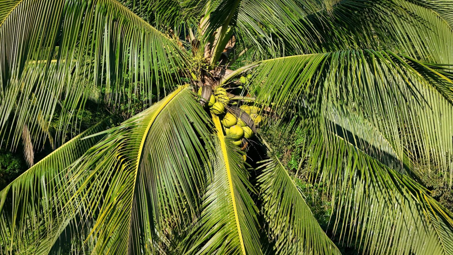 Palm Sugar vs Coconut Sugar: Are They Really the Same? 50 Palm Sugar vs Coconut Sugar: Are They Really the Same?