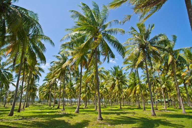 environmental, coconut milk, production, milk