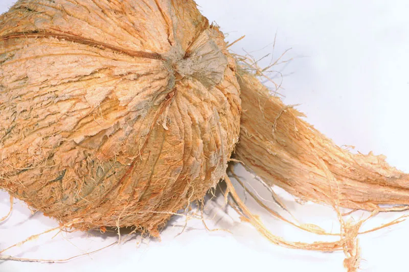Coconut Coir Fiber
