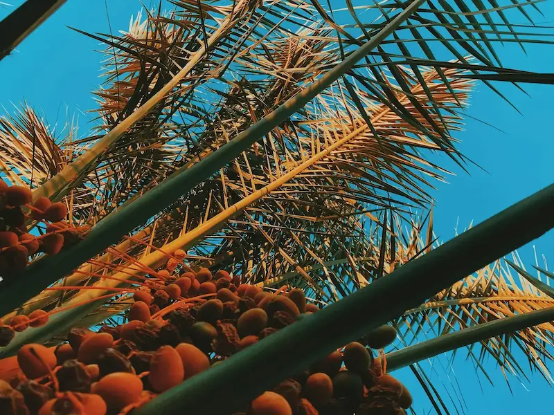 Palm Sugar vs Coconut Sugar: Are They Really the Same? 51 palm sugar vs coconut sugar