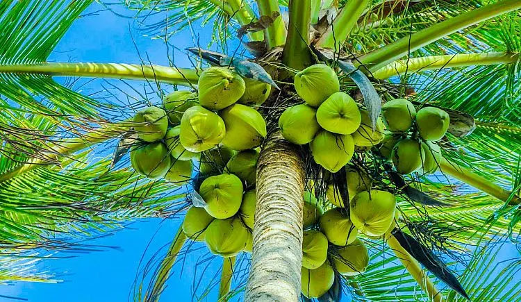 Why Is Indonesia the World's Largest Coconut Sugar Producer? 6 Structural Advantages Explained 33 largest coconut sugar producer Global Coco Sugar