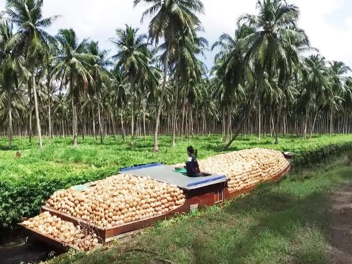 indonesia is a key source for coconut sugar