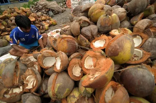 Why Is Indonesia the World's Largest Coconut Sugar Producer? 6 Structural Advantages Explained 35 largest coconut sugar producer Global Coco Sugar