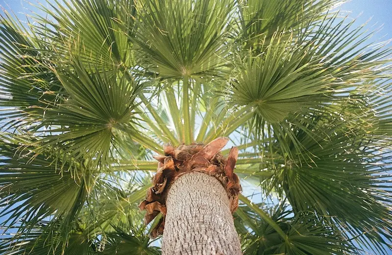Palm Sugar vs Coconut Sugar: Are They Really the Same? 52 palm sugar tree
