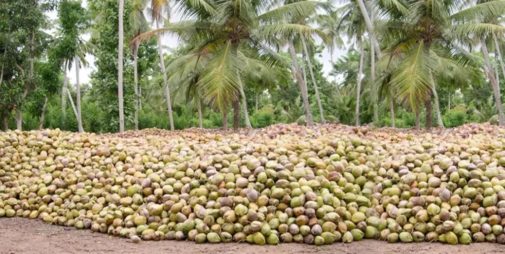 Best Countries to Source Coconut Sugar: Indonesia vs Philippines vs Sri Lanka — A Complete Buyer's Comparison (2026) 5 sri lanka coconut sugar
