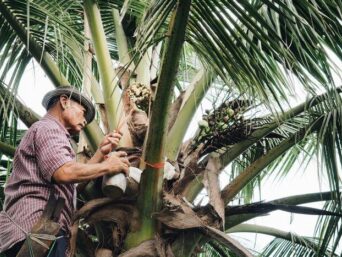 coconut nectar what is it, raw coconut nectar benefits, coconut sugar farmers, coconut nectar farmers, coconut sugar healthy, how is coconut nectar made, how to produce coconut nectar