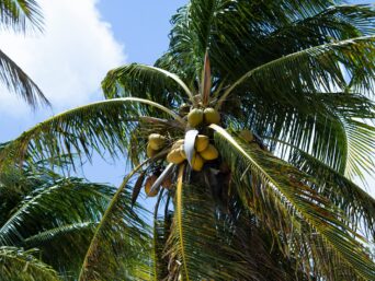 Coconut nectar, environmental, production, coconut sugar