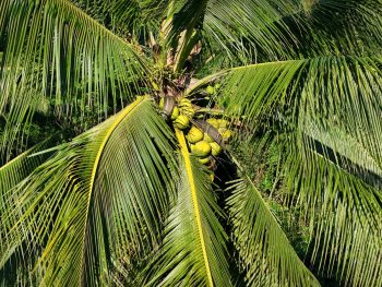 coconut sugar, palm sugar, sweeteners, healthy